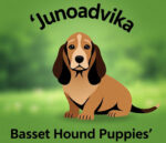 Junoadvika Basset Hound Puppies